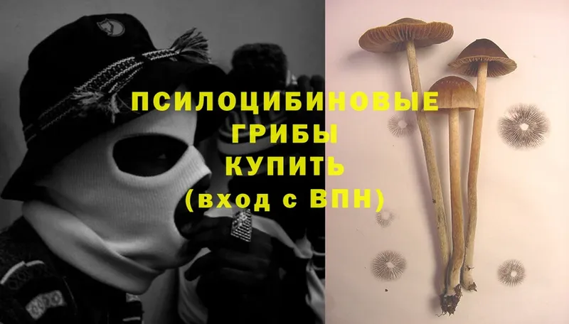 магазин продажи   дарк нет телеграм  ОМГ ОМГ   Галлюциногенные грибы Cubensis  Кингисепп 